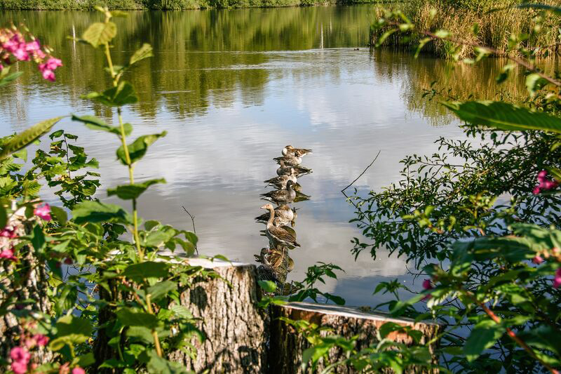 Biotopbild Biotopbild