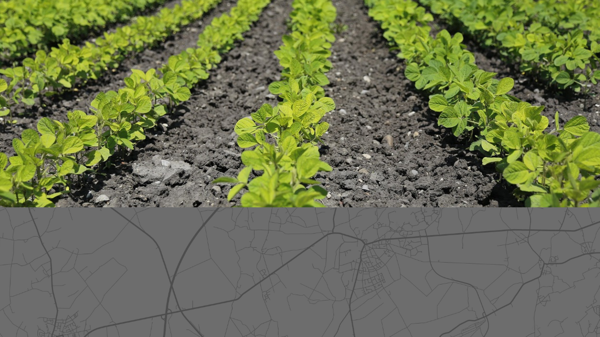 Landwirtschaft und Infrastruktur – Die Muster von Feldern und Straßennetzen Reihen grüner Pflanzen in einem landwirtschaftlichen Feld, kombiniert mit einer Straßenkarte